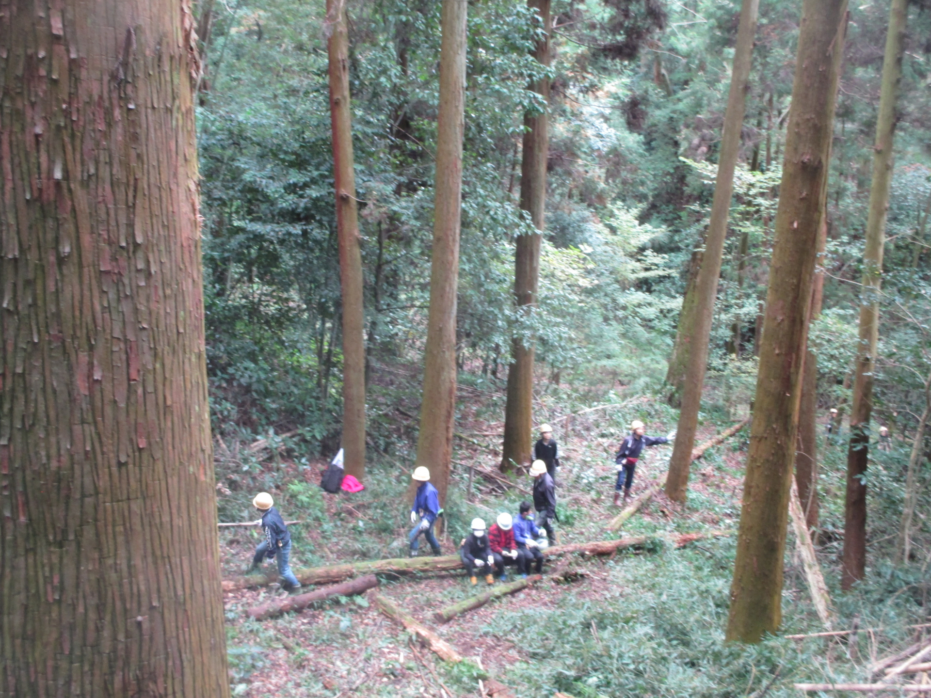 竹林伐採現場の様子