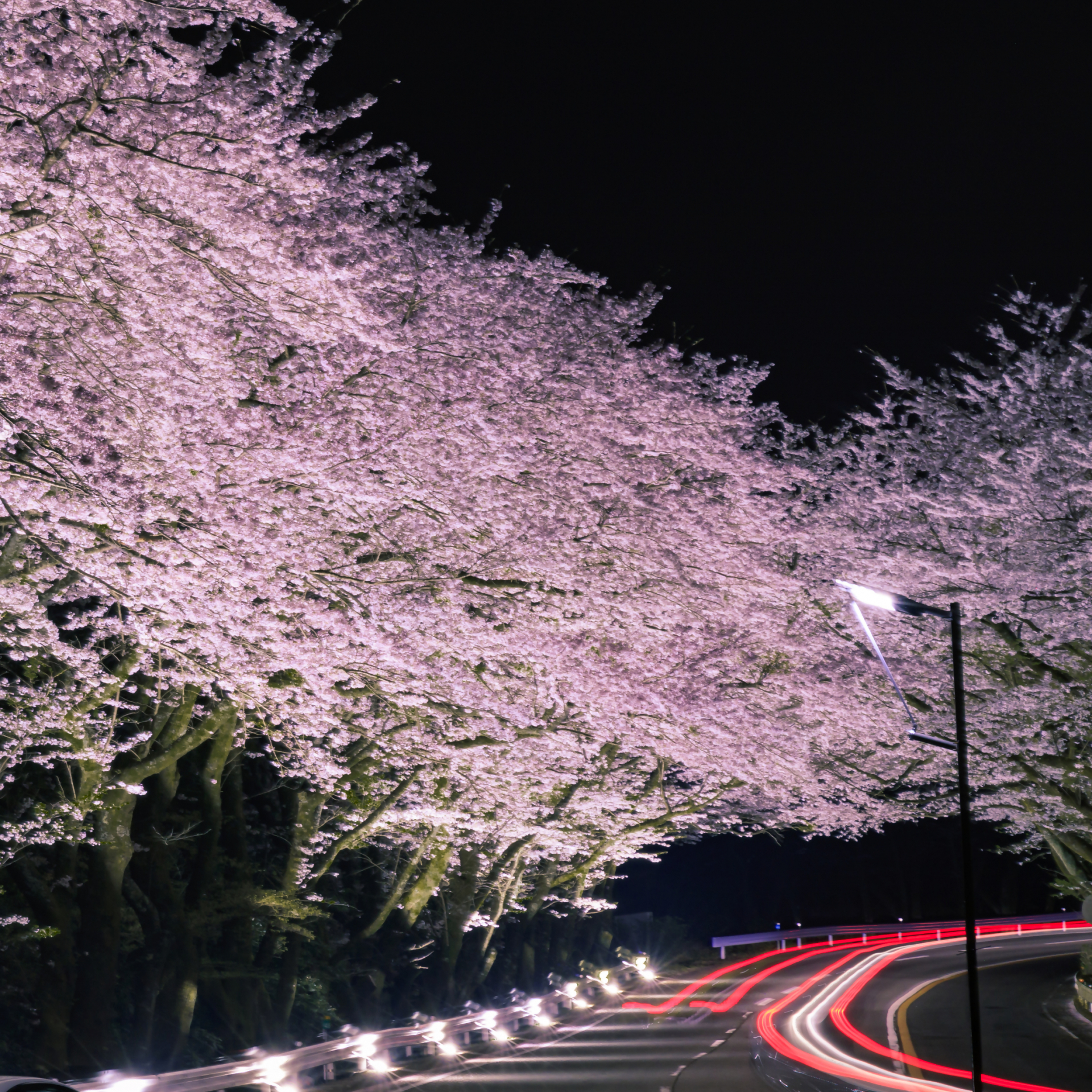 桜撮影の画像