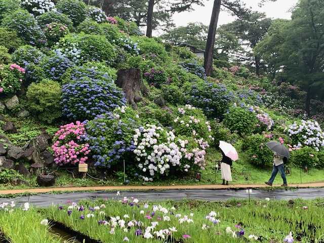 あじさいと花菖蒲の様子