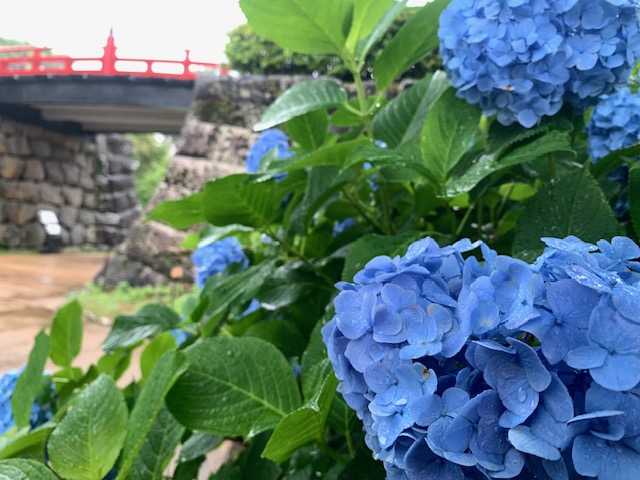 アジサイと常盤木橋