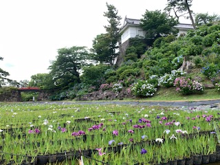 はなしょうぶ