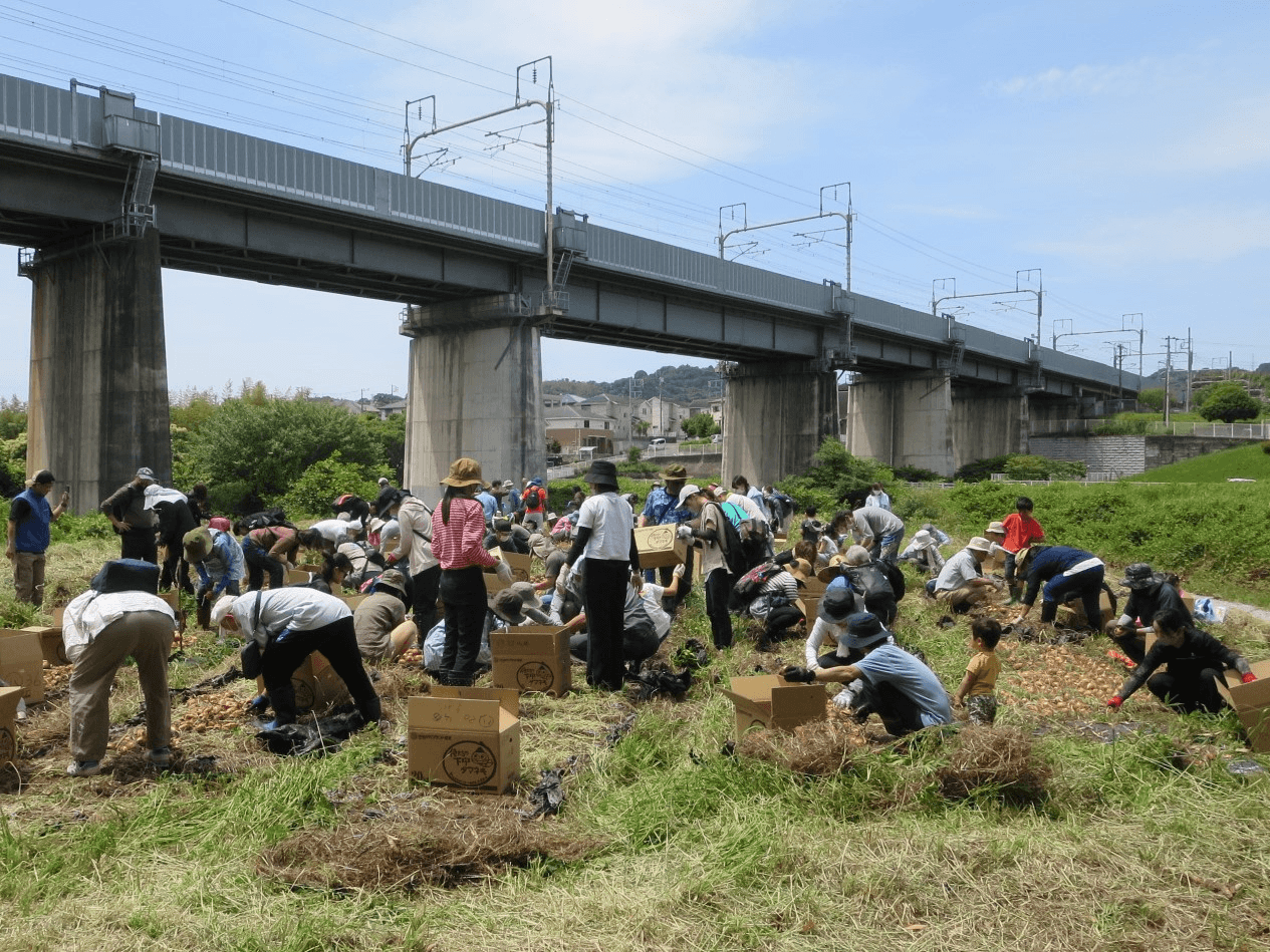 「下中たまねぎ」収穫体験①（八王子市民モニター）