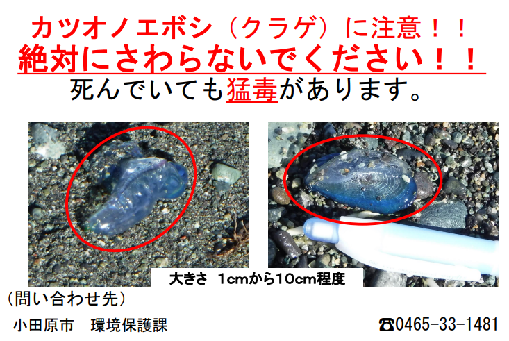 カツオノエボシ（クラゲ）に注意！！ 絶対にさわらないでください！！ 死んでいても猛毒があります。