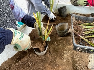 植替え