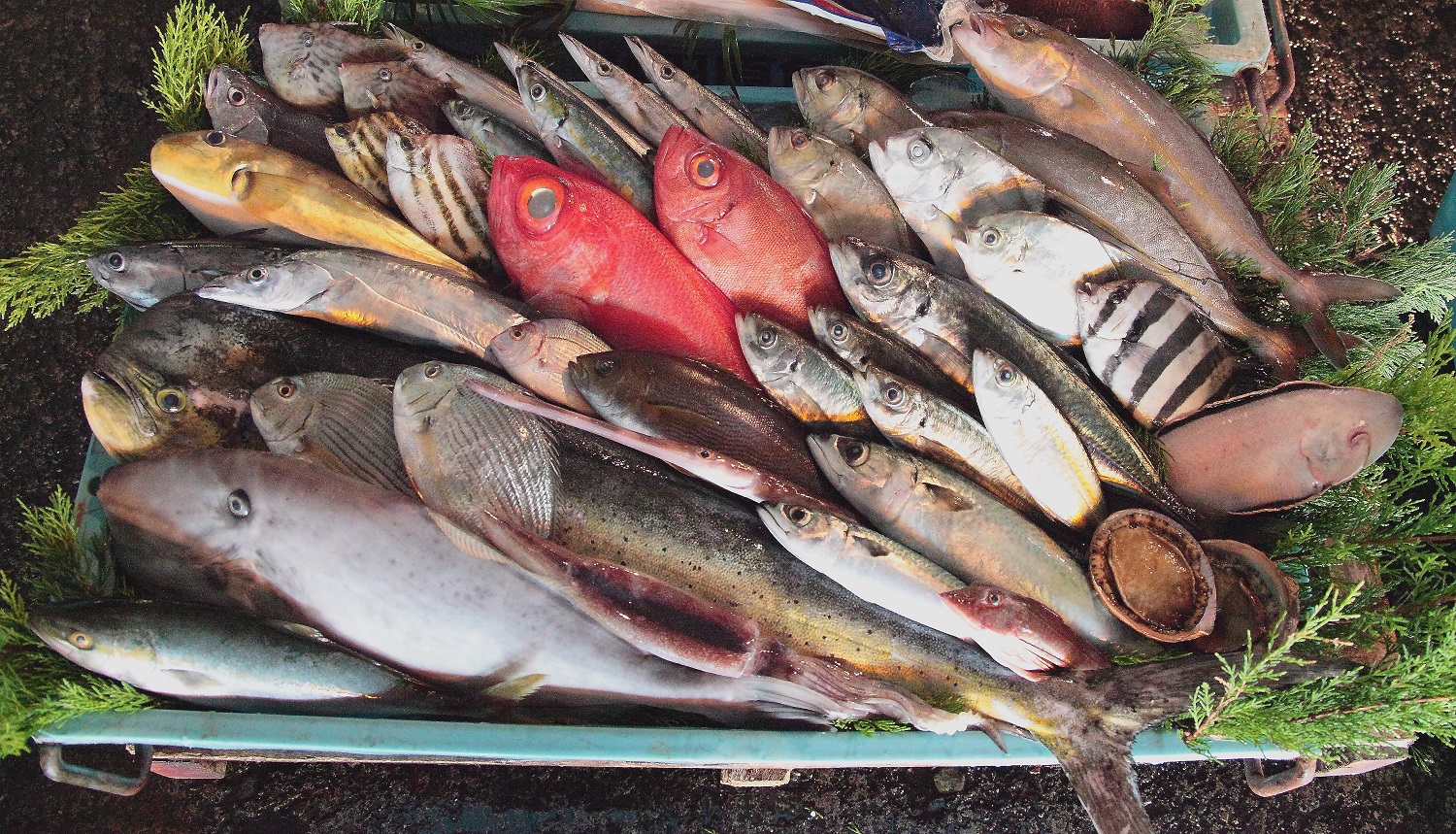 小田原地魚の鮮魚販売(有料)
