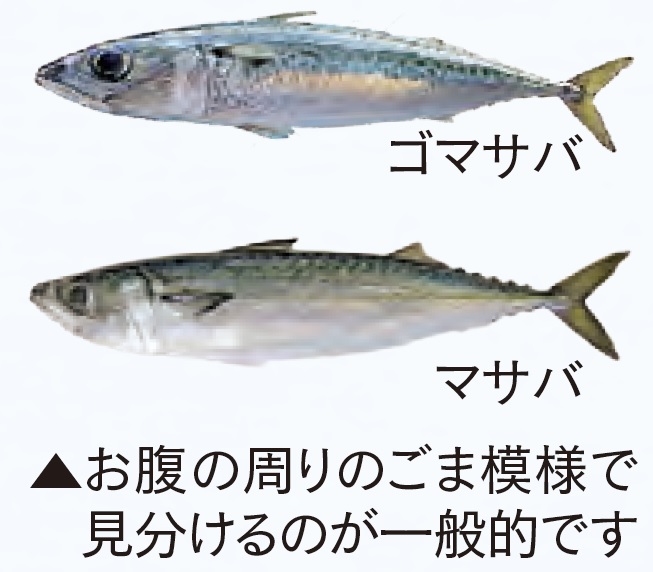 マサバ・ゴマサバ