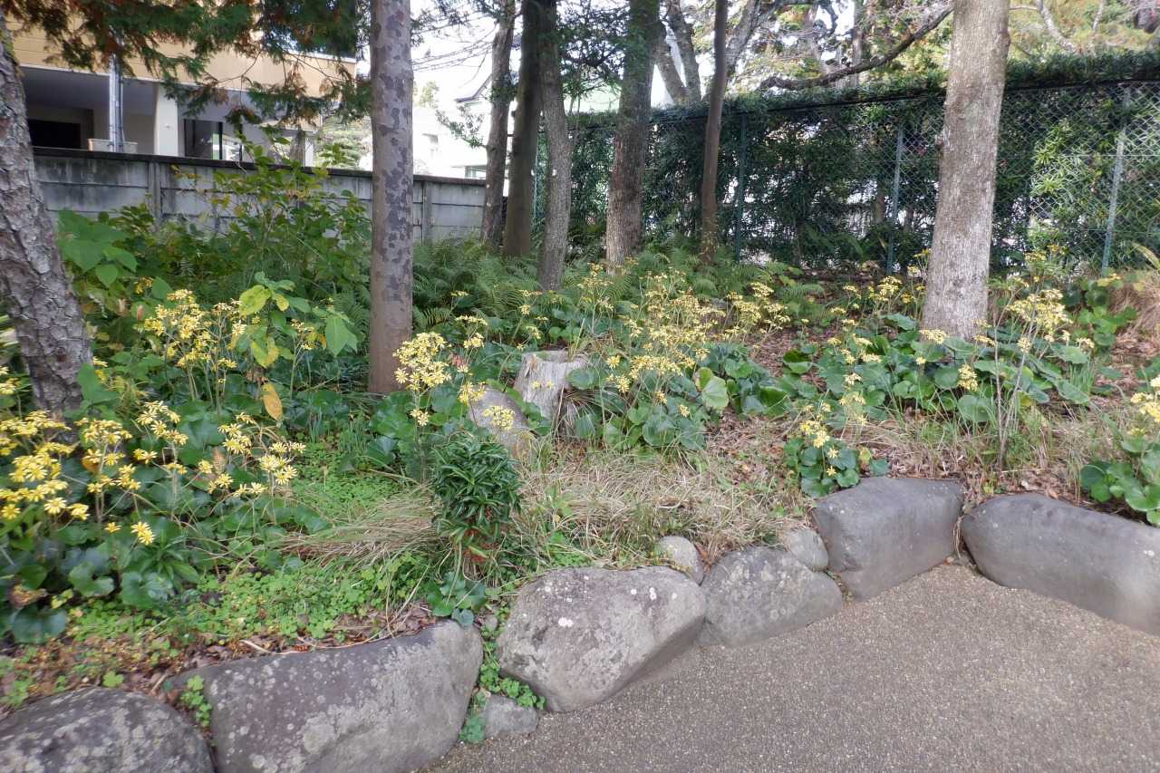 正門脇に群生するツワブキ