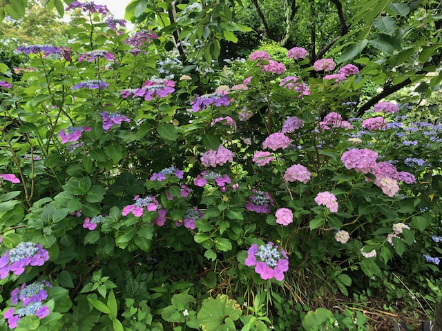庭園ではあじさいが満開です。（6月6日撮影）