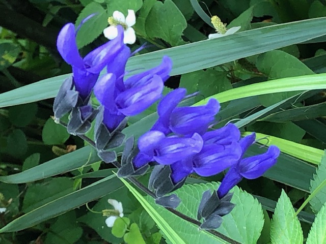 紫色の花