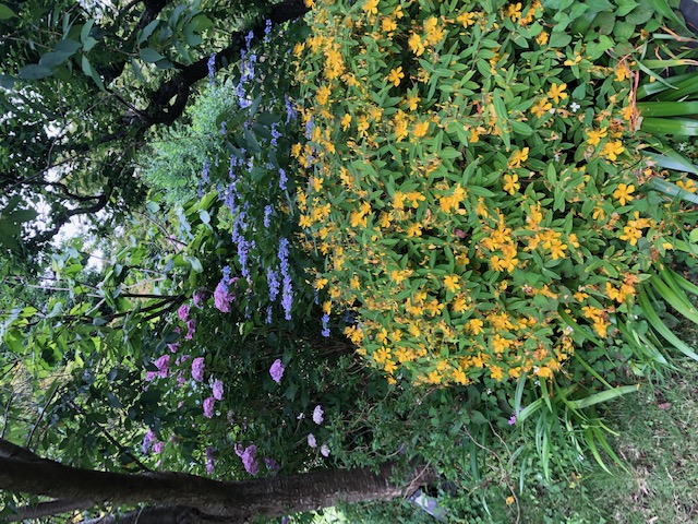 黄色の花