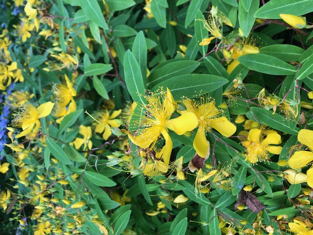 黄色の花