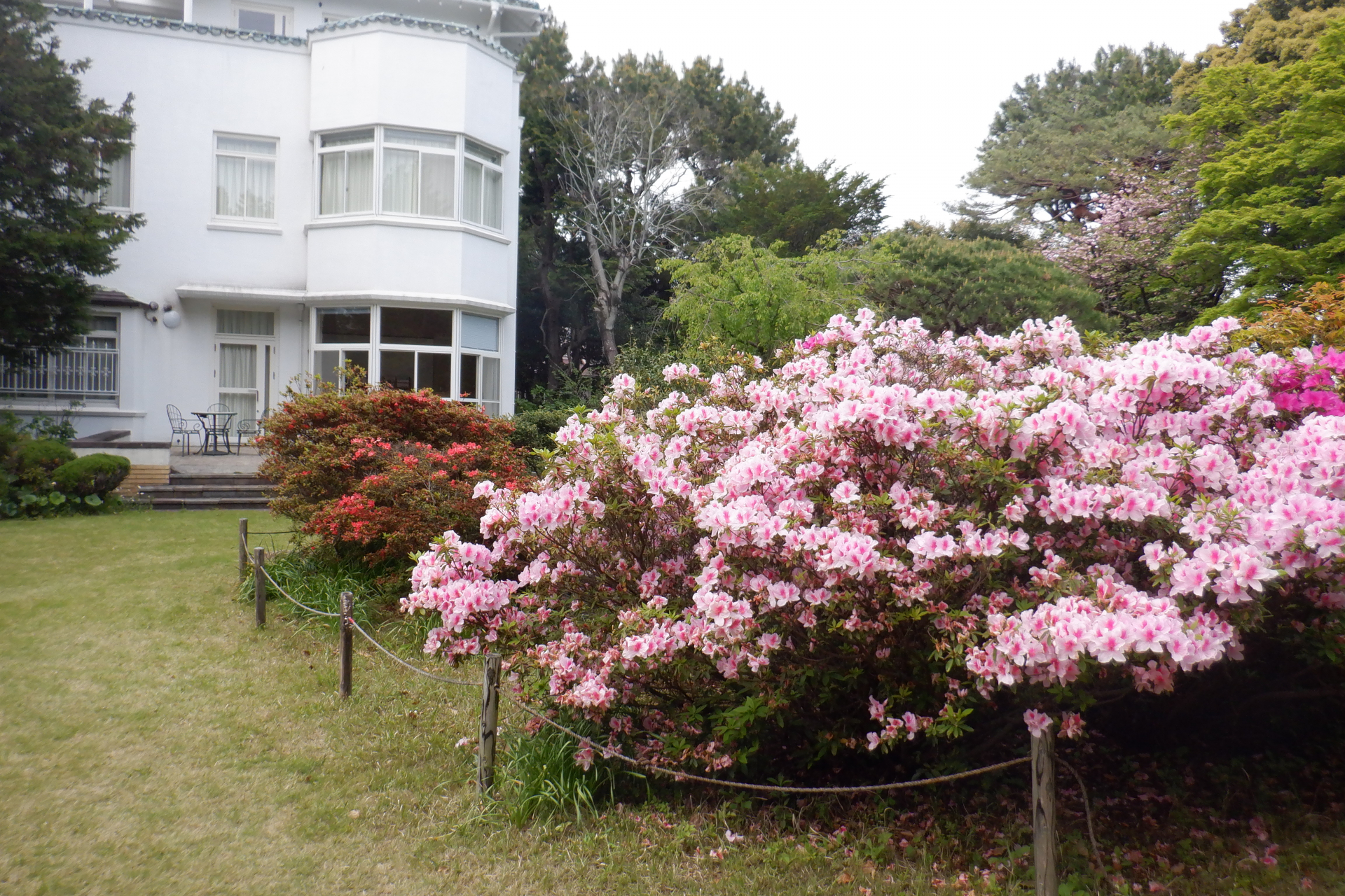4月中旬頃の本館庭園のツツジ。見ごろをすぎました（4月27日更新）。