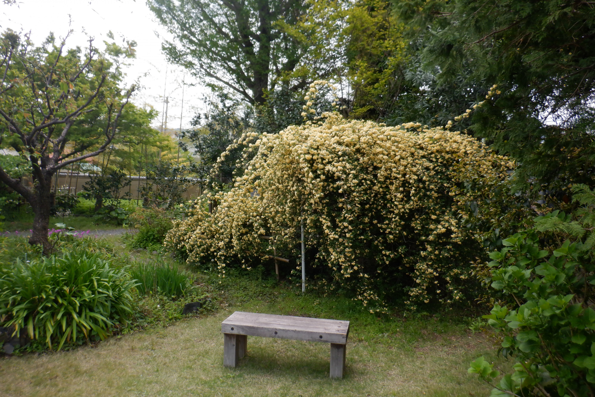 4月中旬頃には本館庭園西側ではモッコウバラの黄色く小さな花が咲き乱れていました。