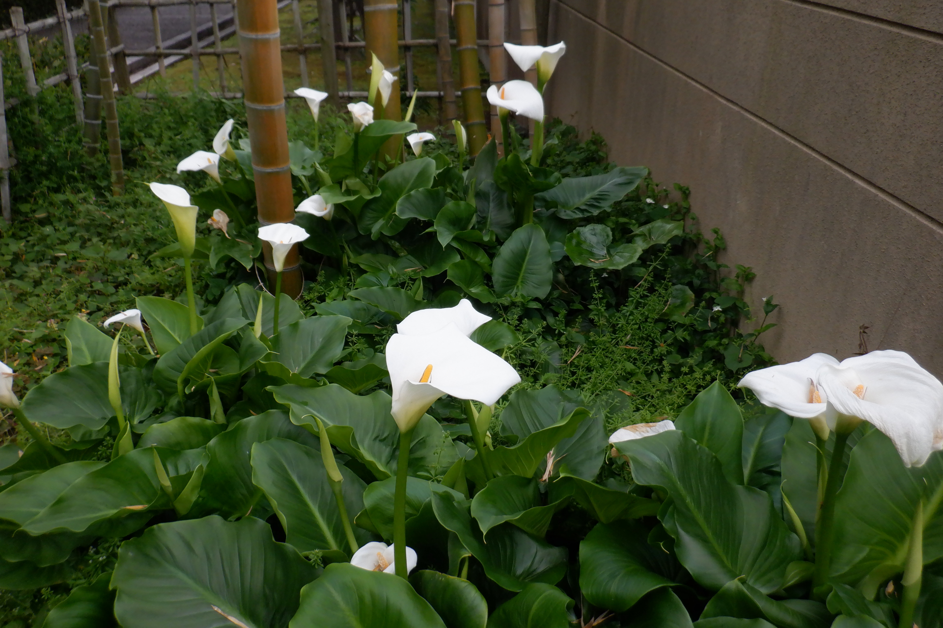 本館～別館の連絡通路の途中にある竹林にひっそりと咲くカラー（４月１８日撮影）
