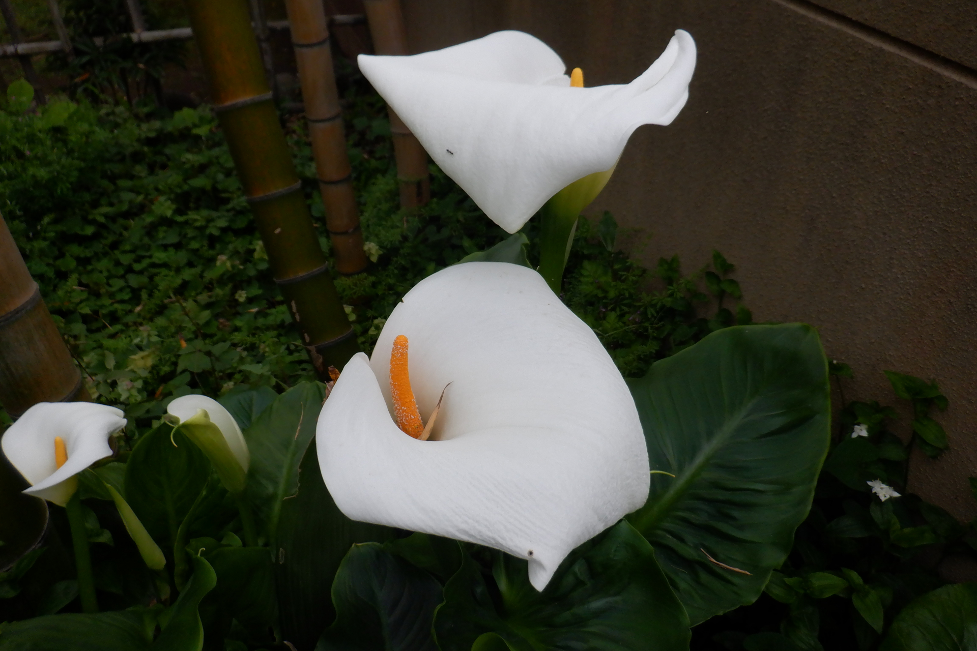 カラーの写真