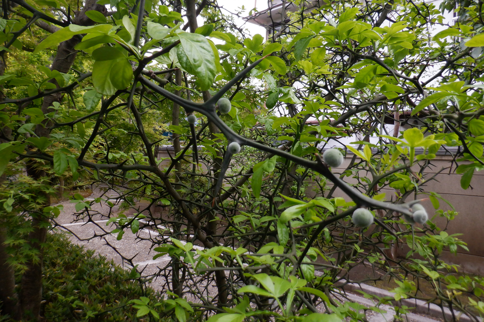 尾崎一雄邸前のカラタチは花が落ち実をつけ始めています（４月１８日撮影）