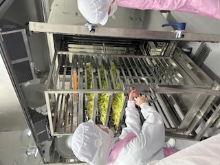 スチコン野菜蒸し