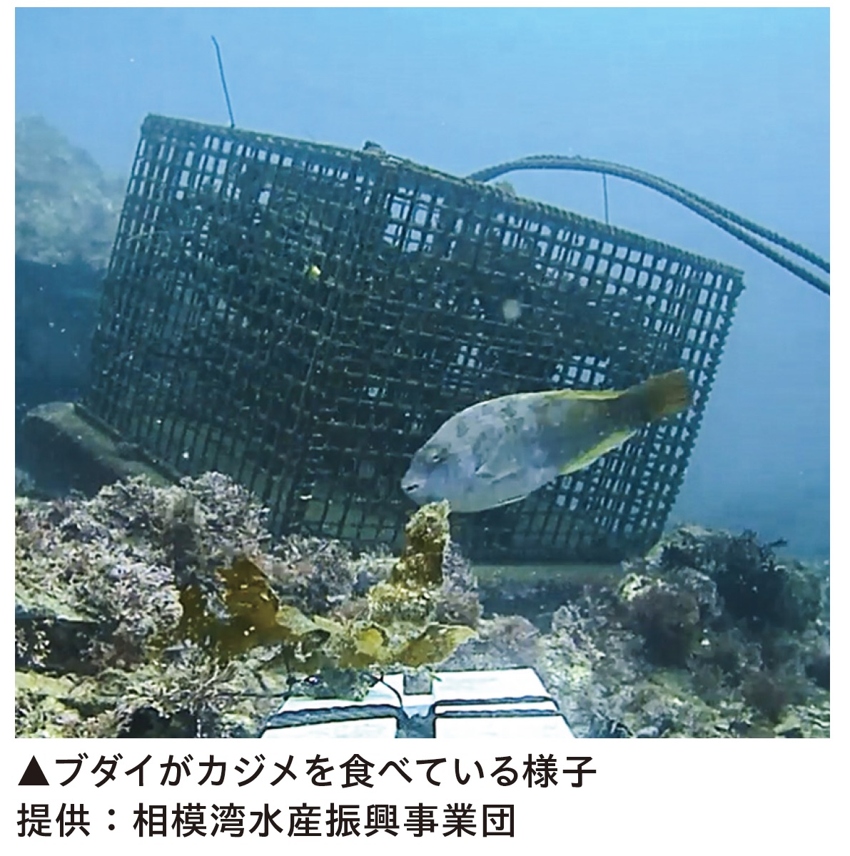 食害を起こす魚の生態を調査