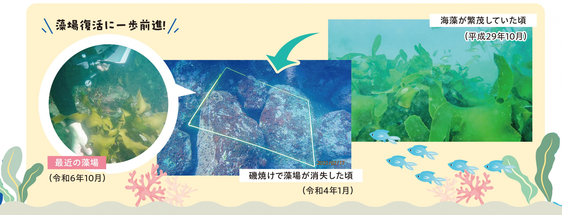 藻場の変化です。1枚目は平成29年10月の海藻が繁茂していた頃、2枚目は令和4年1月の磯焼けで藻場が消失した頃、そして令和6年10月に自然海域で生えるカジメを確認することができました。