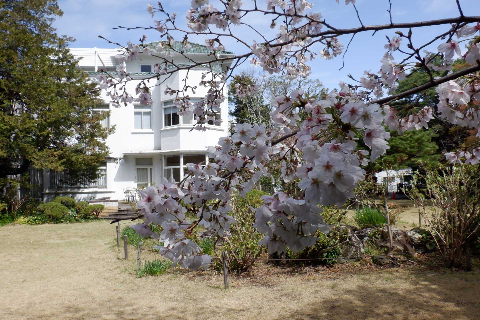 本館を彩る桜花（4月2日撮影）