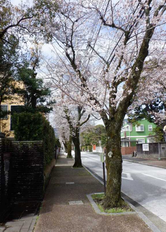 西海子小路の桜並木（4月2日撮影）