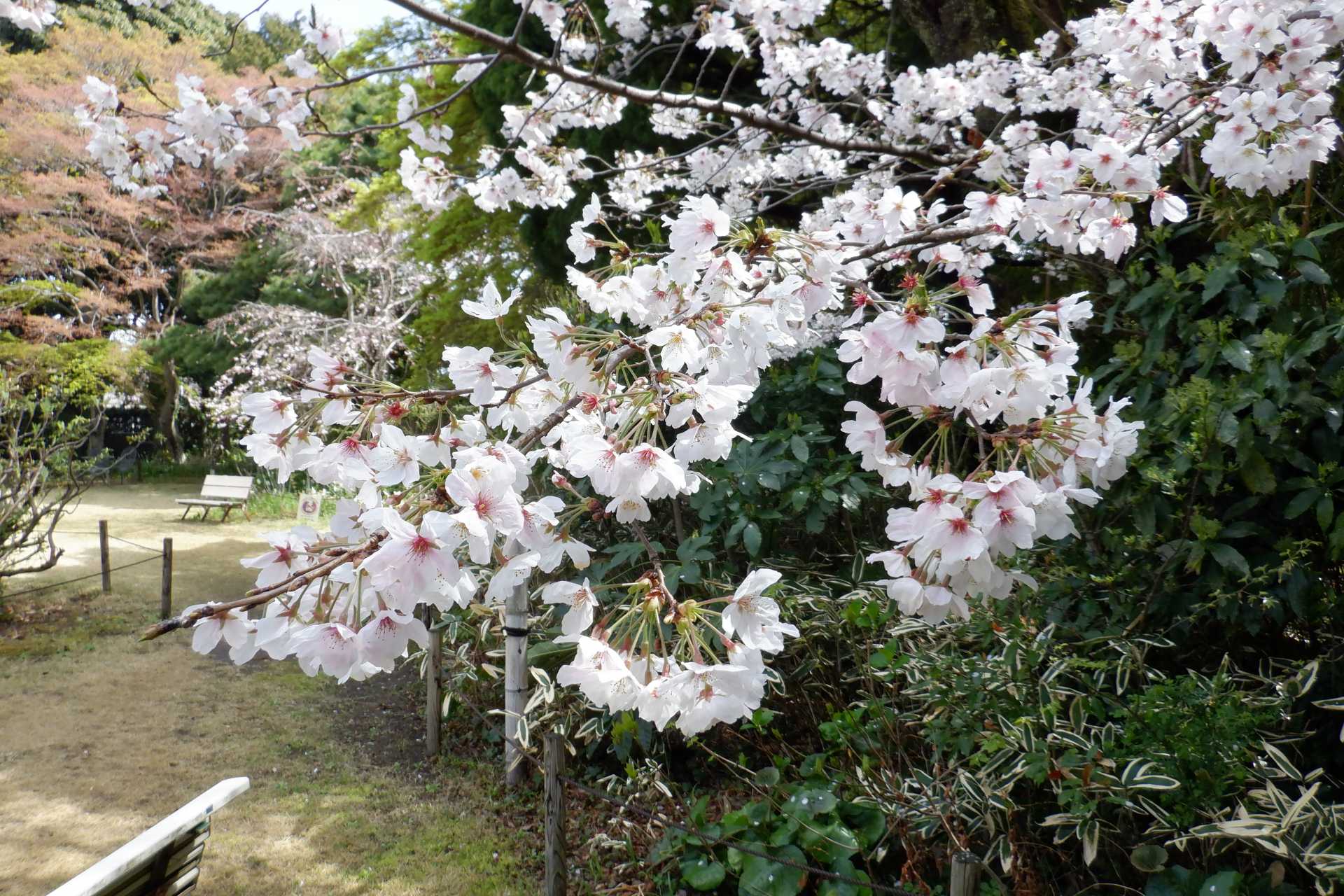 本館庭園の桜（4月2日撮影）