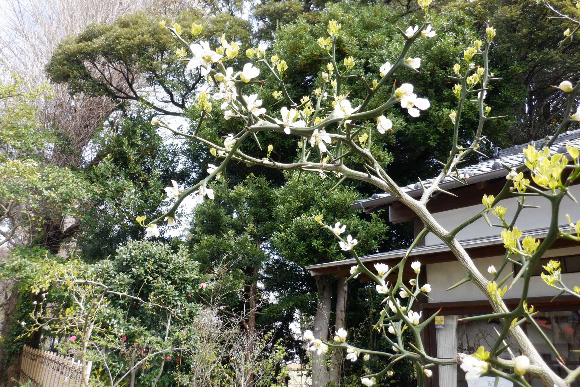からたちの小径（尾崎邸前）に咲くからたち（4月2日撮影）