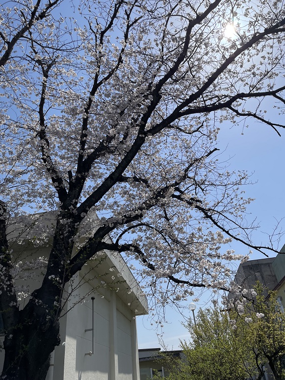 2025年4月5日の桜