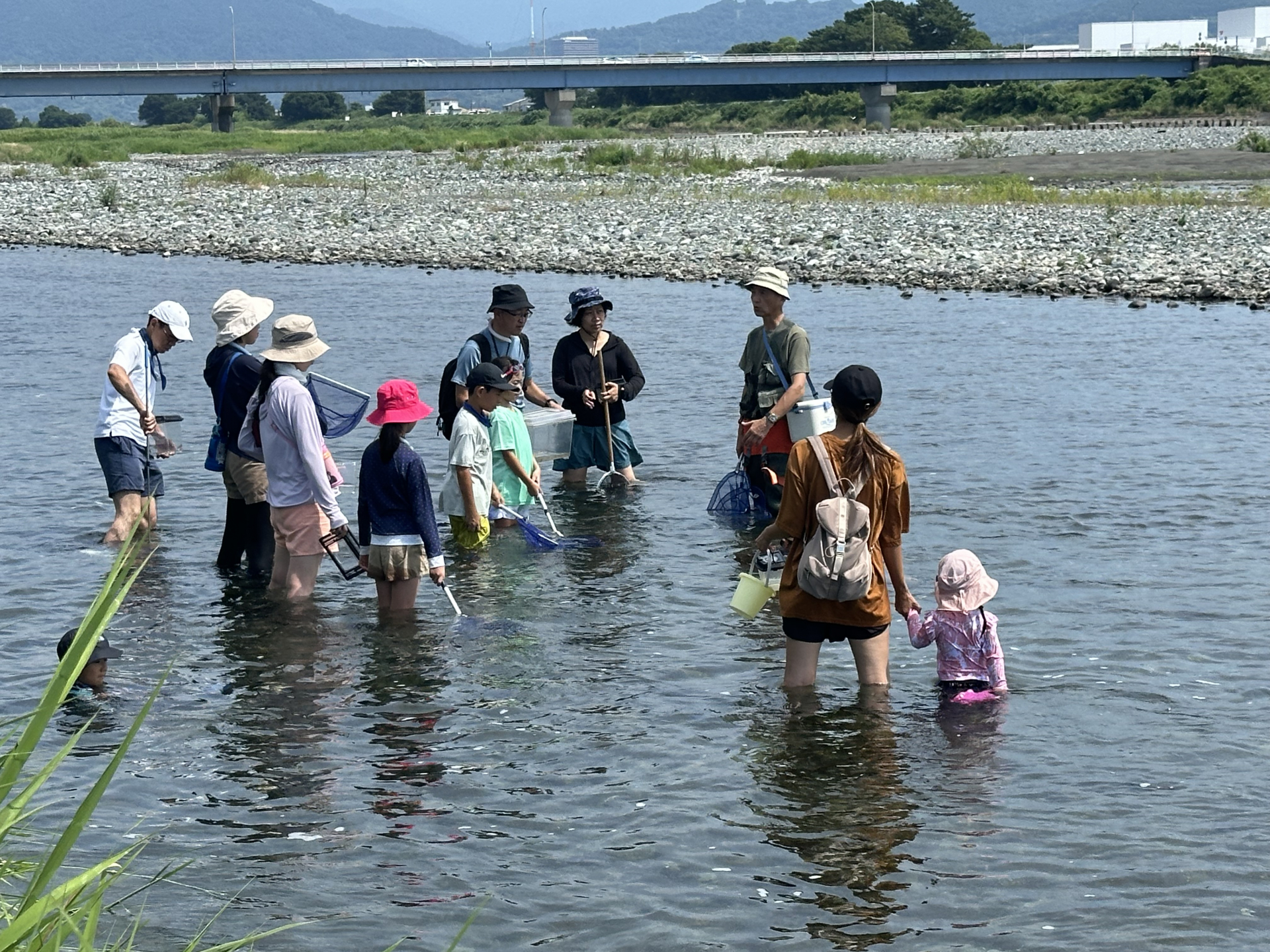 水の生きもの観察の様子