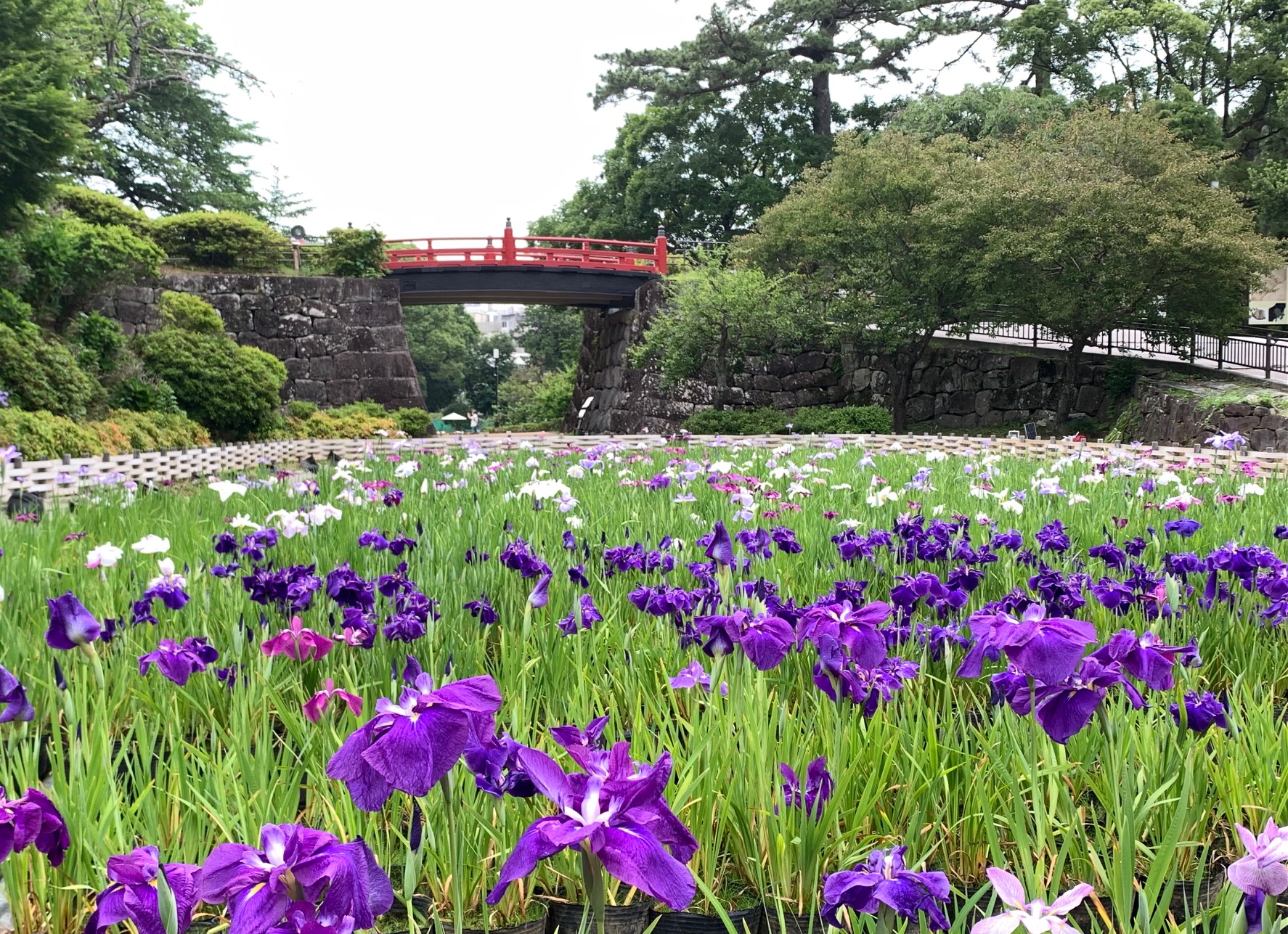 令和7年度6月16日撮影（花菖蒲園南側）
