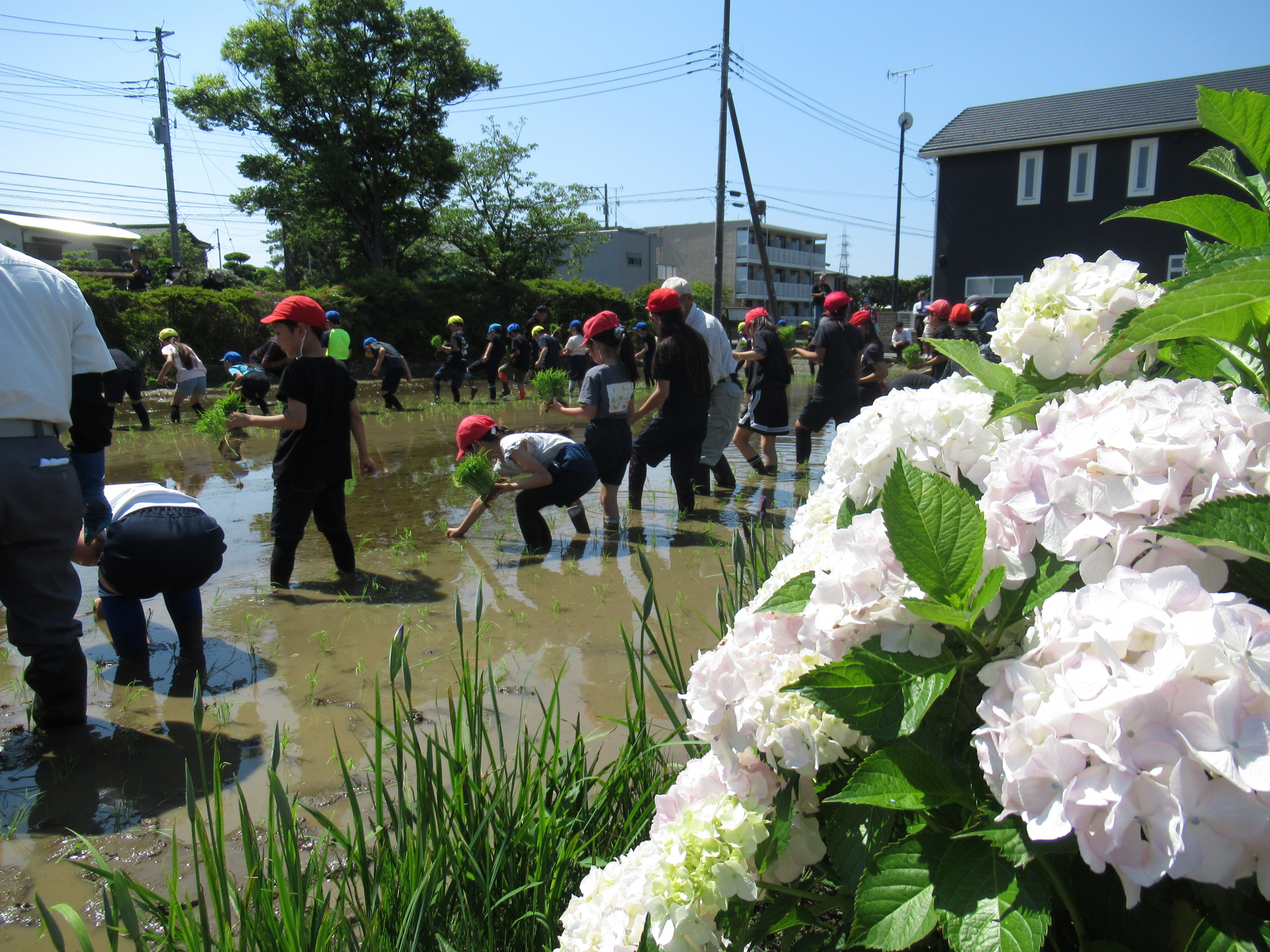 田植えの風景