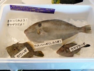 さかな当てクイズ