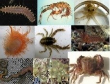 付着生物観察会