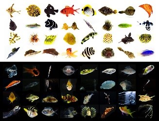 出張幼魚水族館