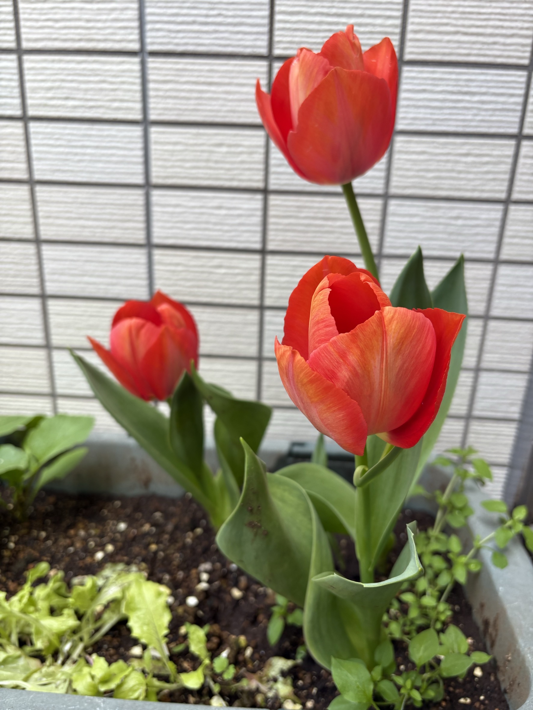 生ごみでできた堆肥で育てたチューリップ