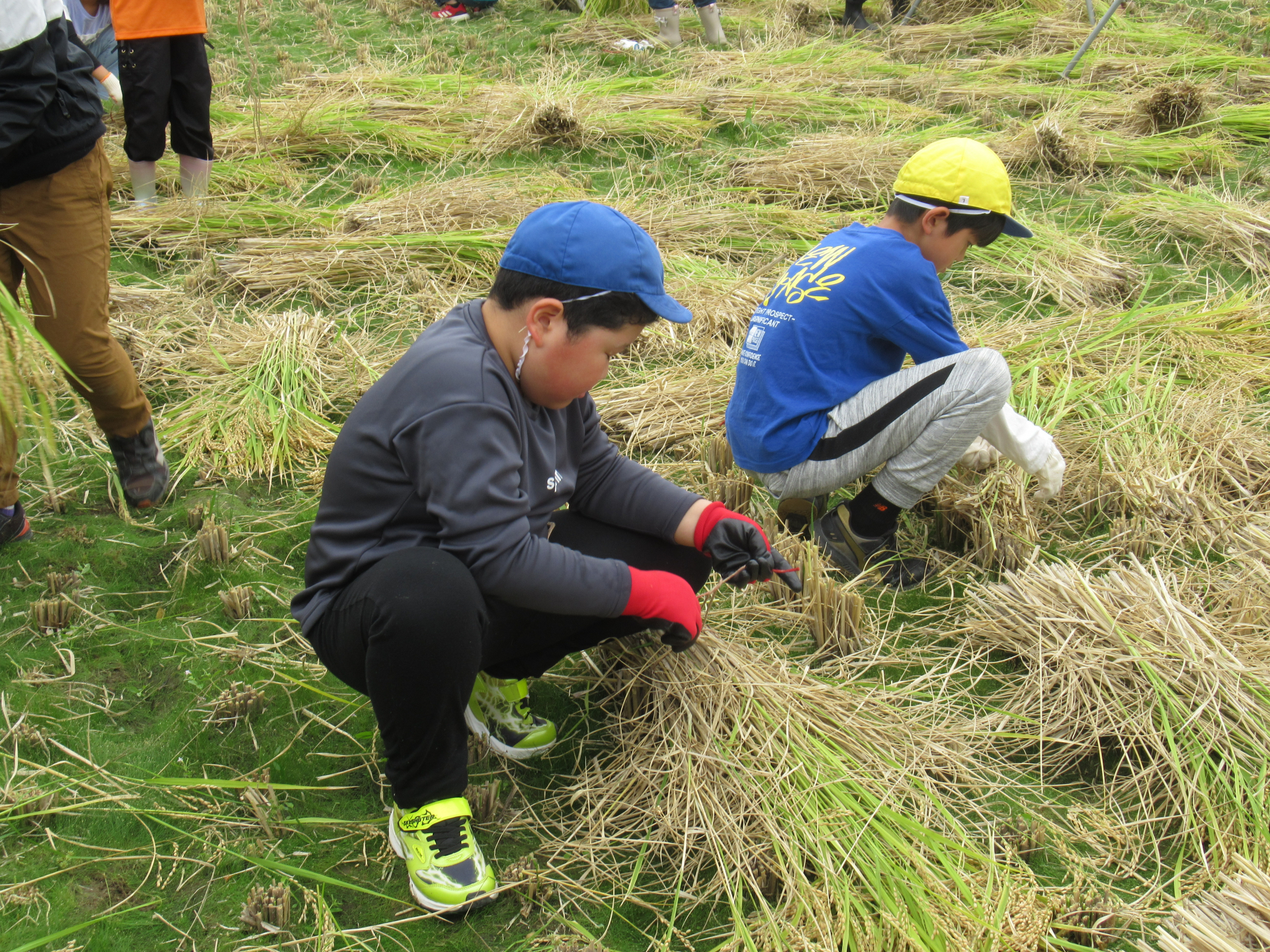 稲を束ねる様子