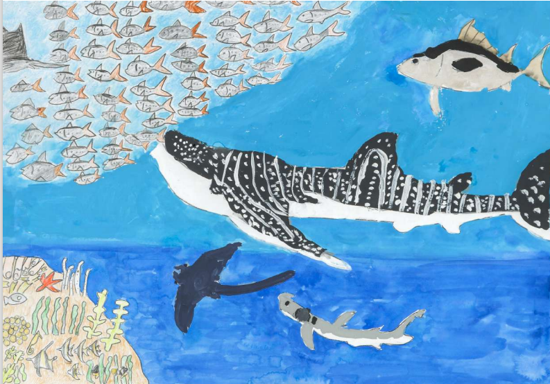 小田原市在住、渡邊　裕太さんのカナガワ賞受賞作品「マイワシを食べるジンベイザメ」