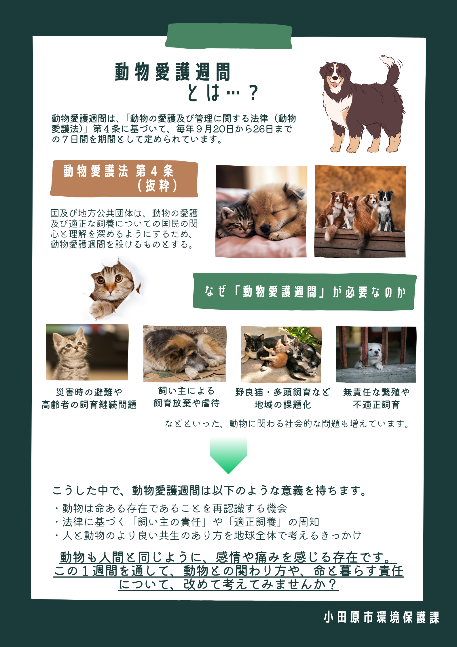 動物愛護週間とは チラシ