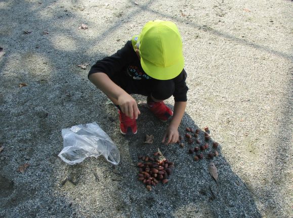 どんぐりの数を数えているところ