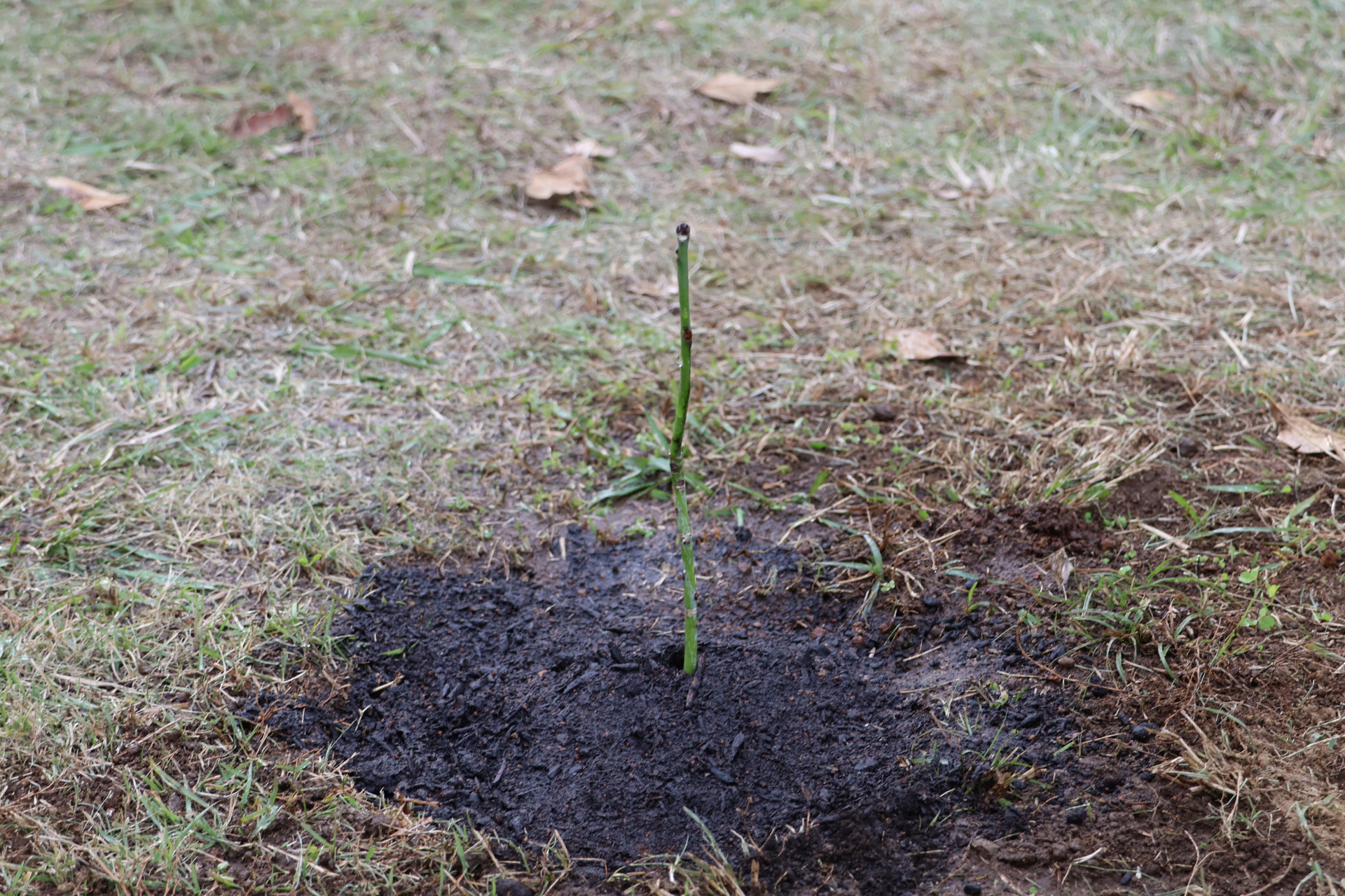 広島の被爆樹木の苗木（被爆アオギリ二世）