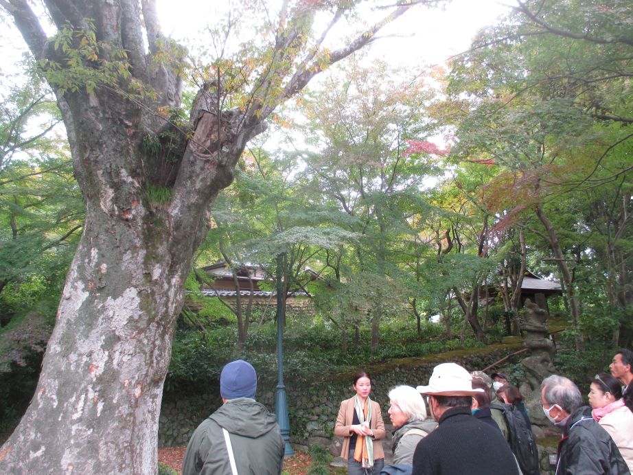 第2回目 松永記念館の大けやきの前で、郷土文化館学芸員から説明を受ける受講生の様子
