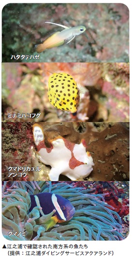 江之浦で確認された南方系の魚たち