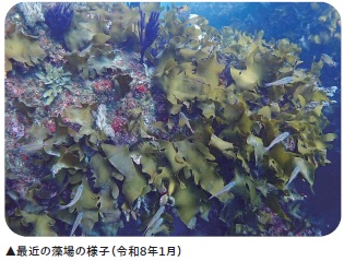 最近の藻場の様子（令和８年１月）
