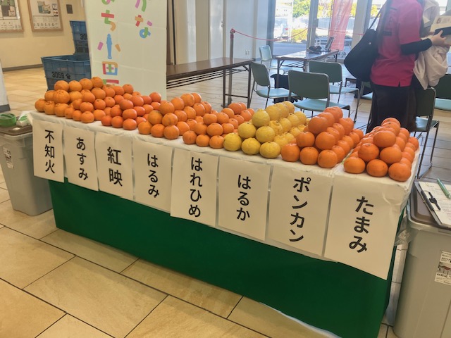 柑橘試食の写真