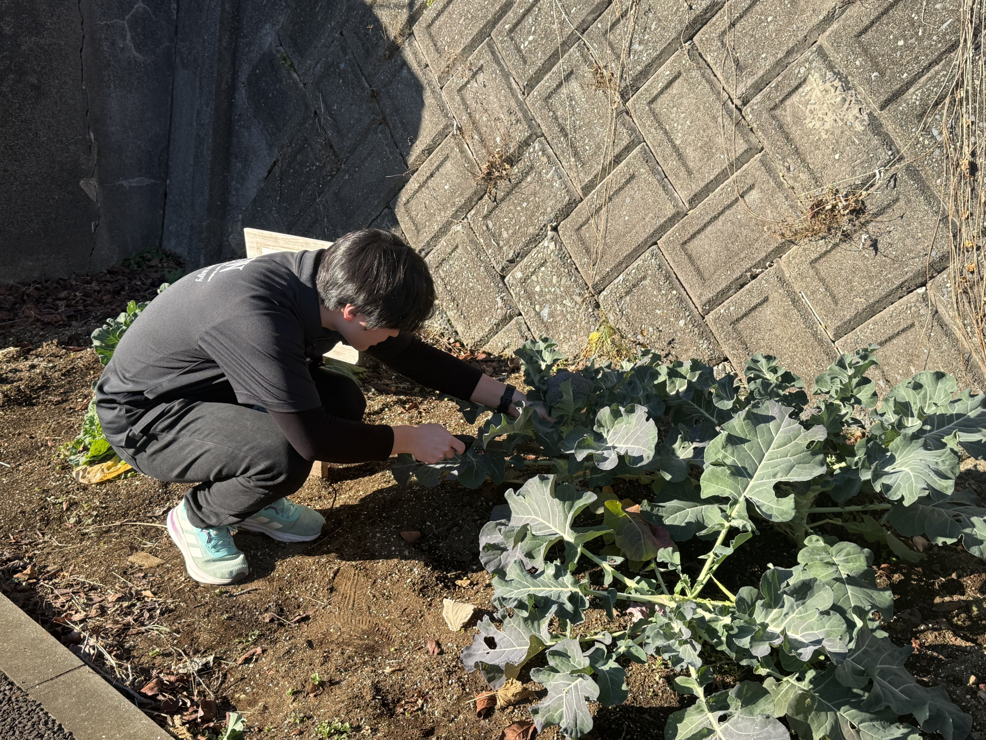 大学構内での農園の様子