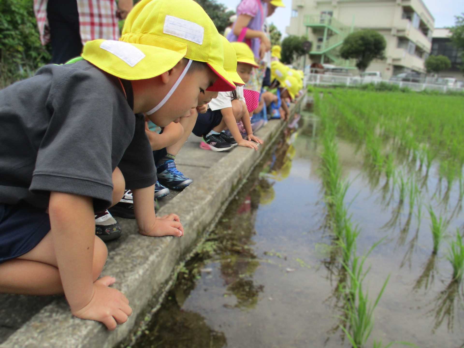 園児が田んぼの中の生き物を観察しているところ