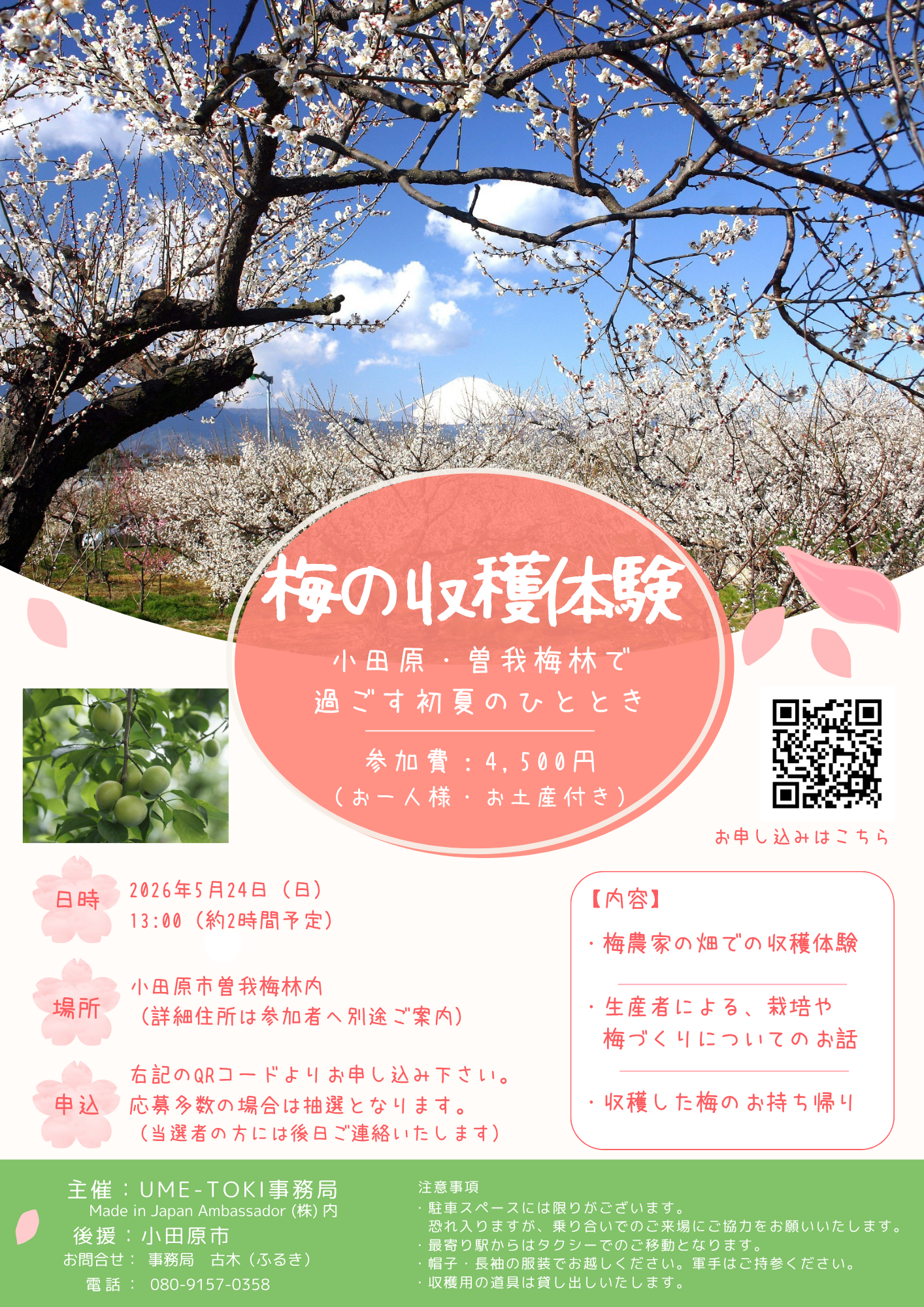 梅の収穫体験　チラシ