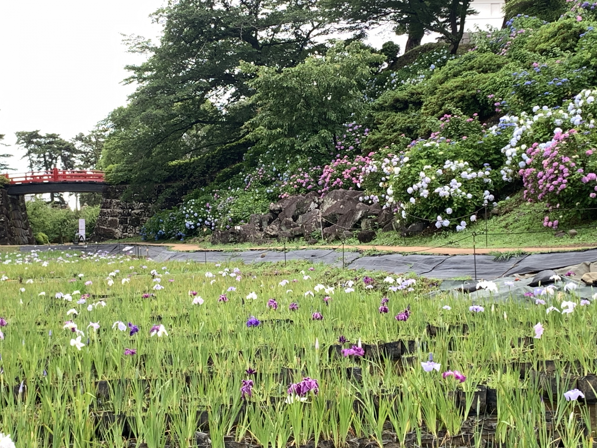 令和8年6月８日撮影