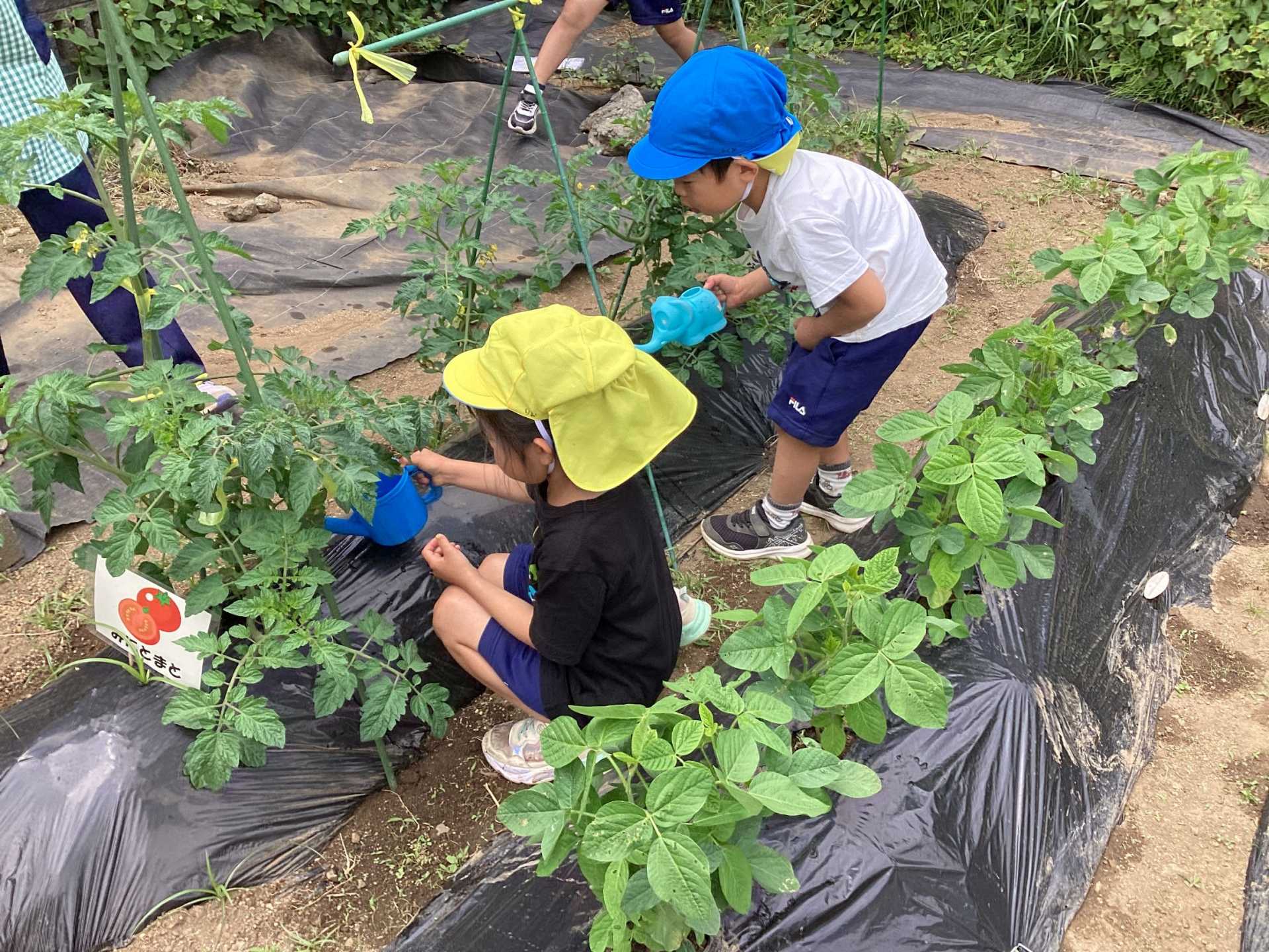 野菜の水やり