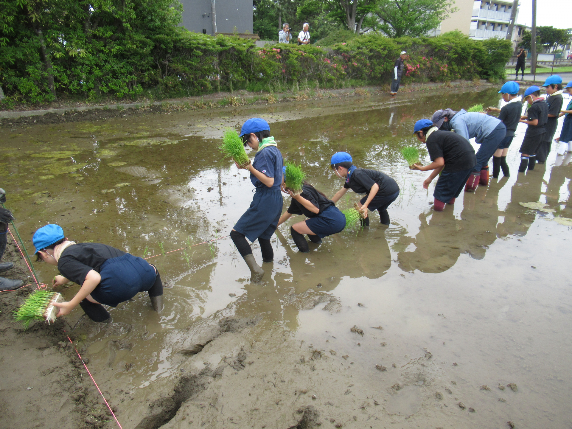 梅雨目前の田んぼ